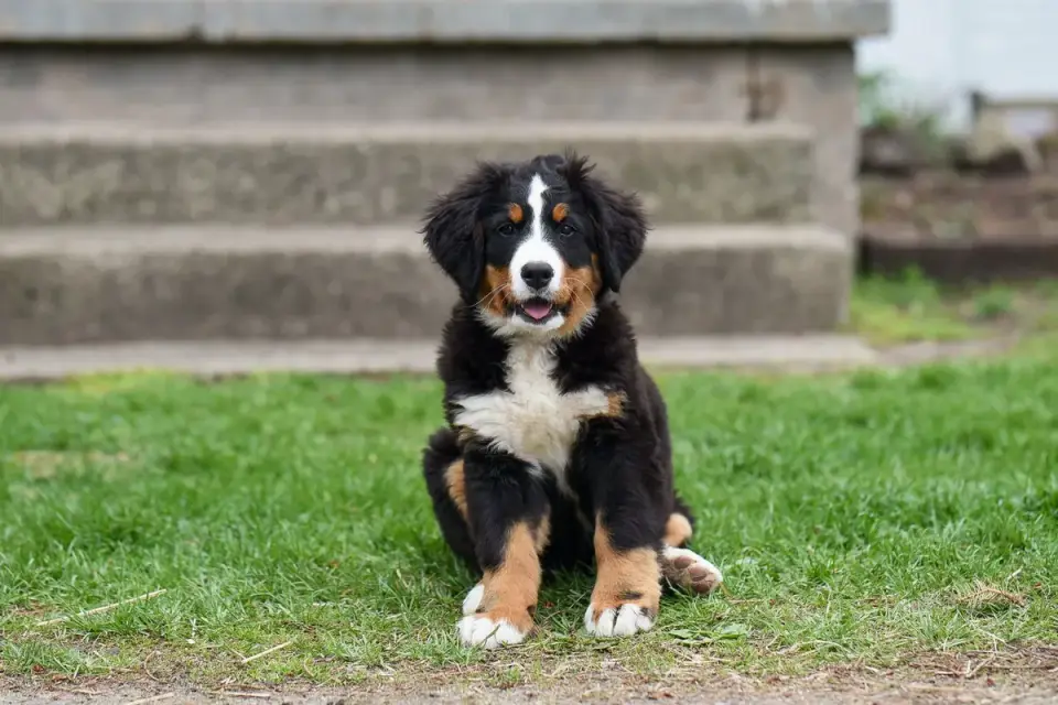Dog on stairs