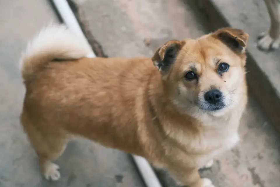 Dog on stairs