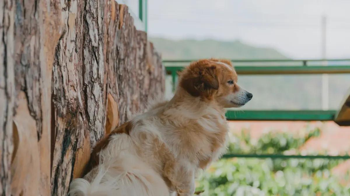 Dog on stairs