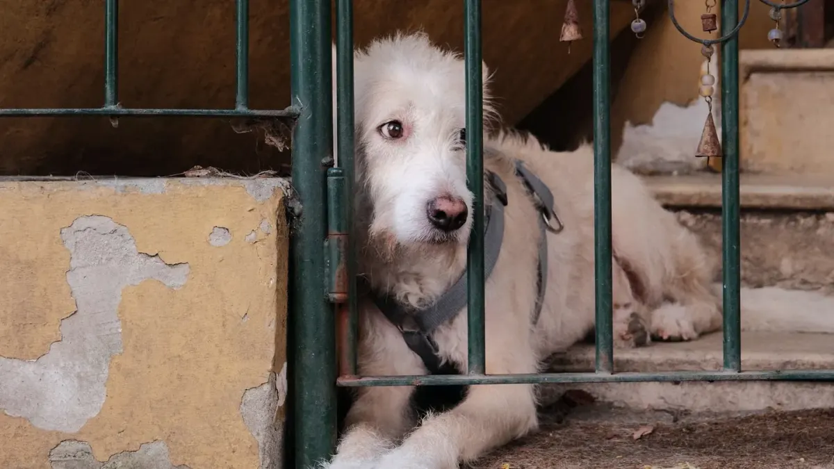 Dog on stairs