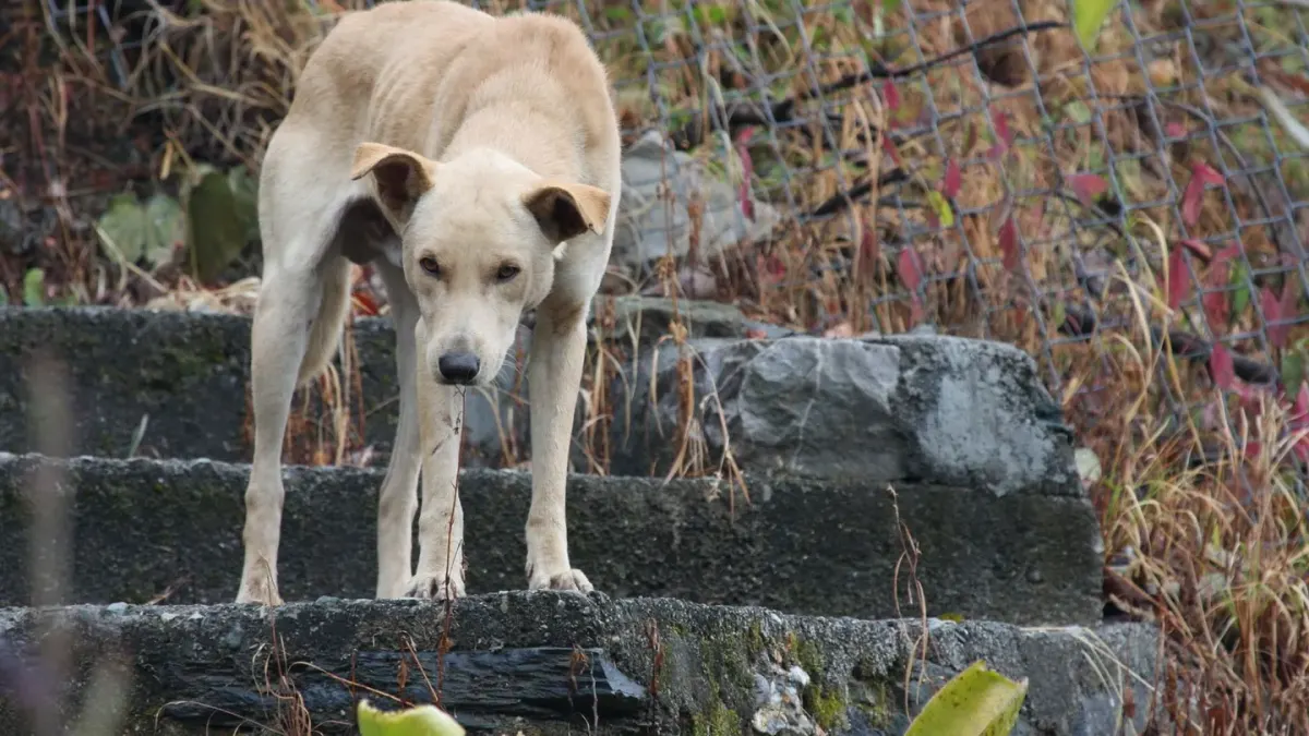 Dog on stairs
