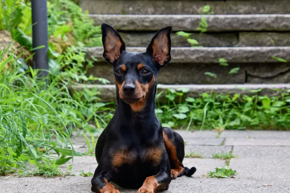 Dog on stairs