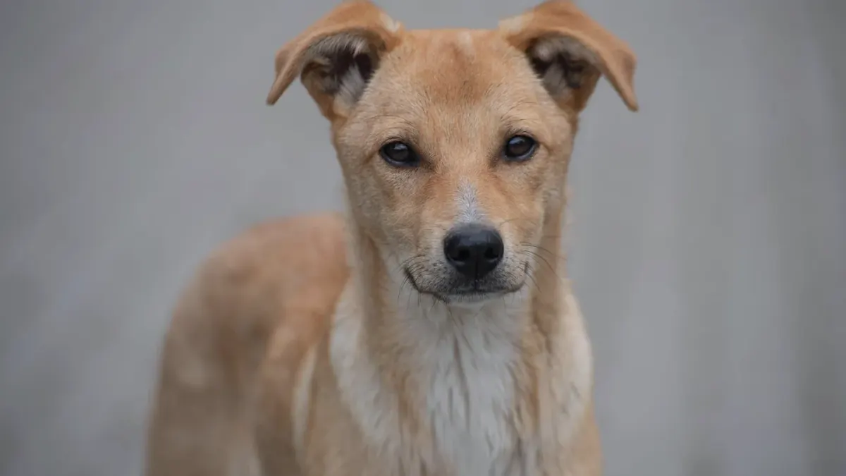 Dog portrait