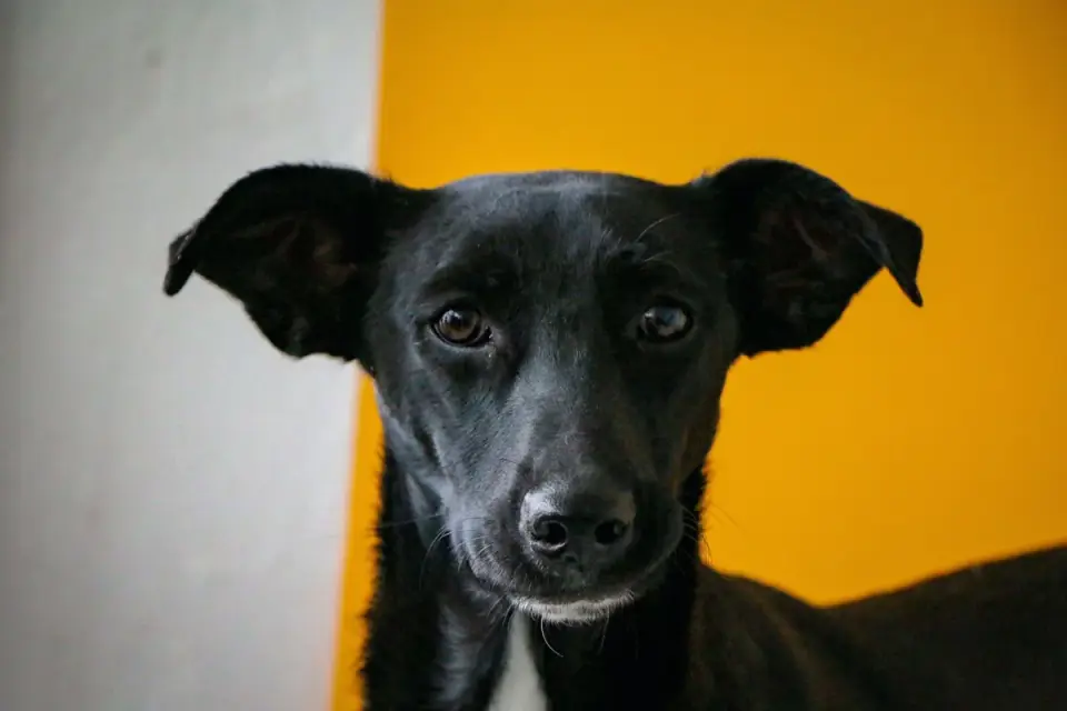 Dog portrait