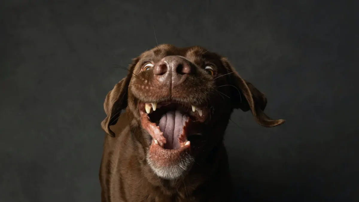 Dog portrait