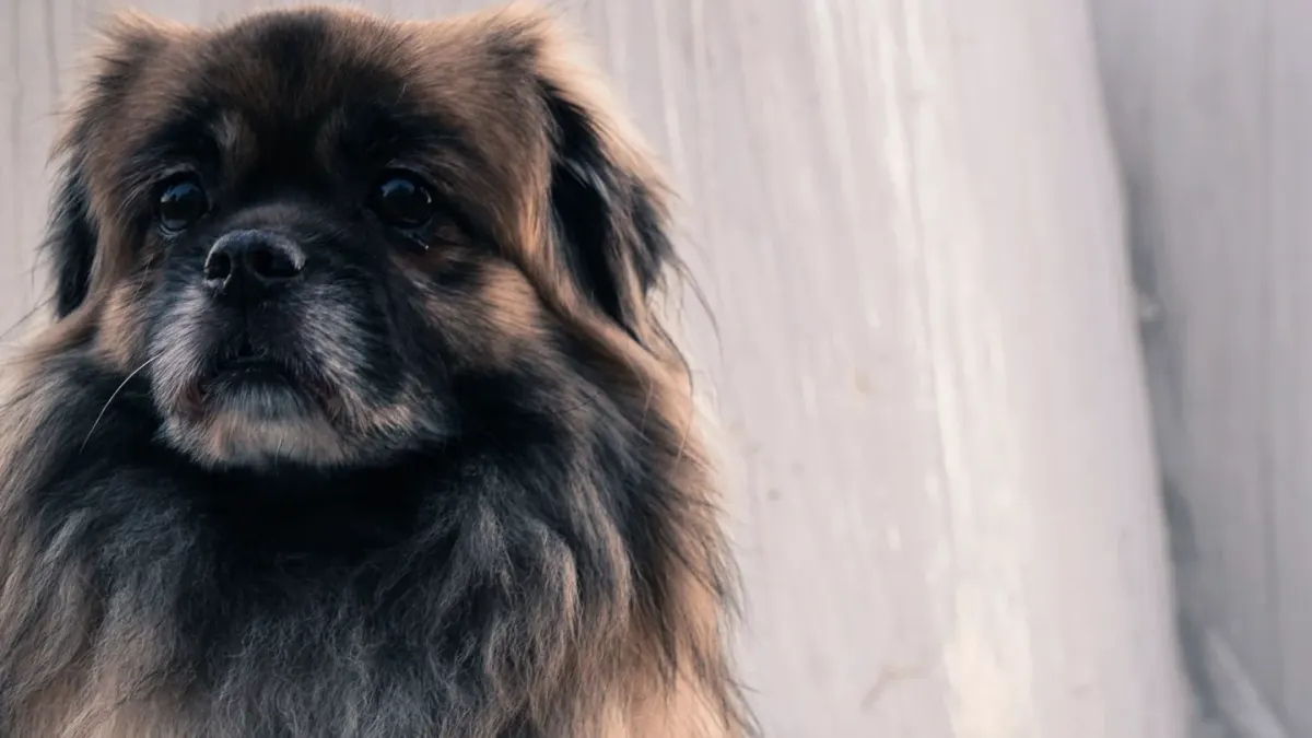 Dog portrait