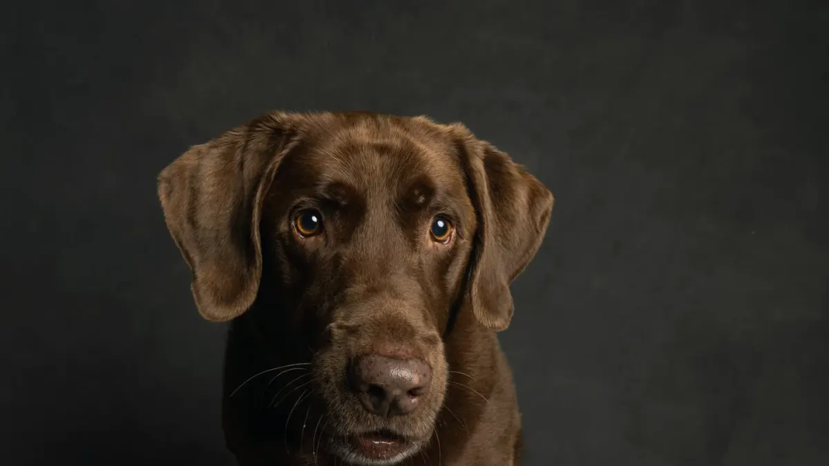 Dog portrait