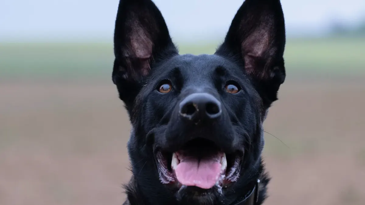 Dog portrait