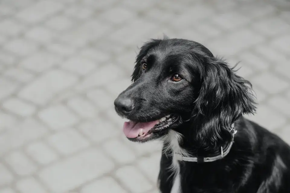 Dog portrait