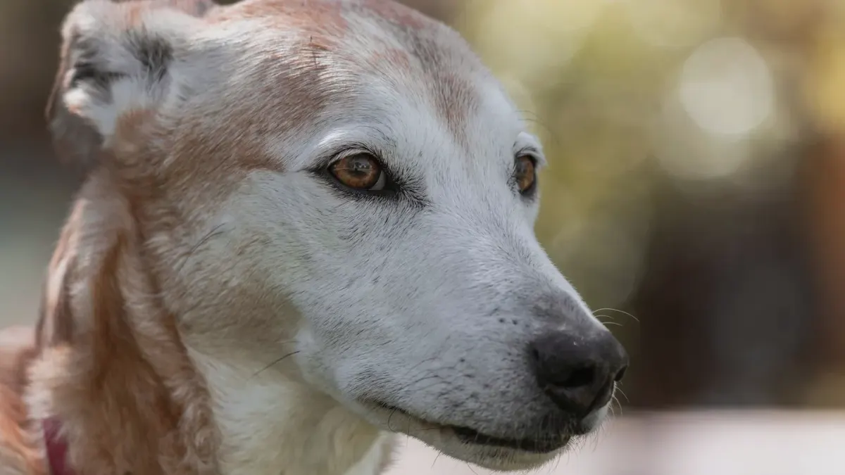 Dog portrait