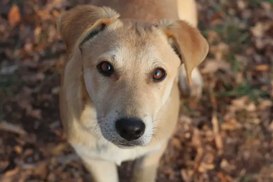 Dog portrait
