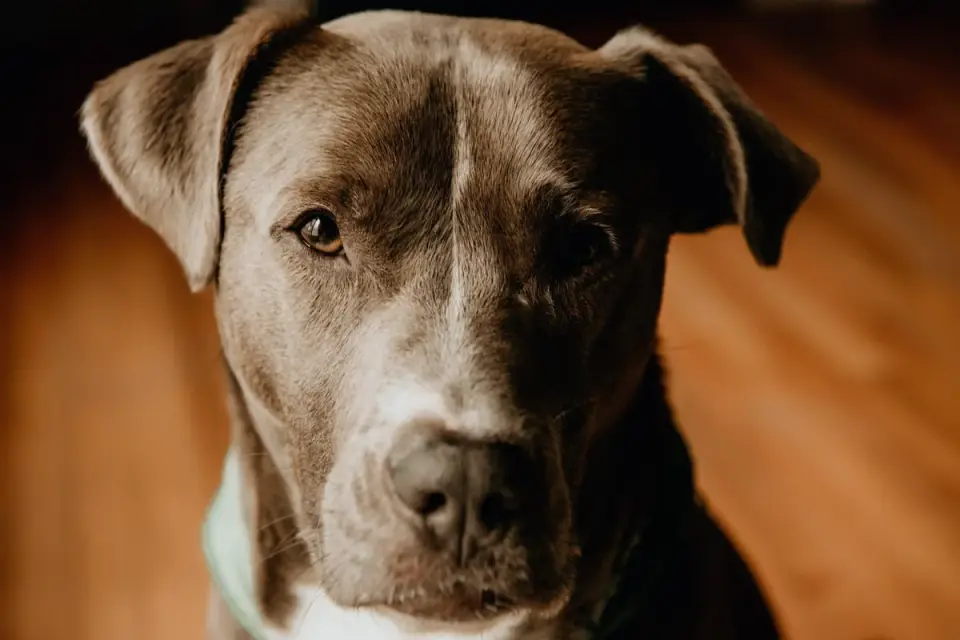 Dog portrait
