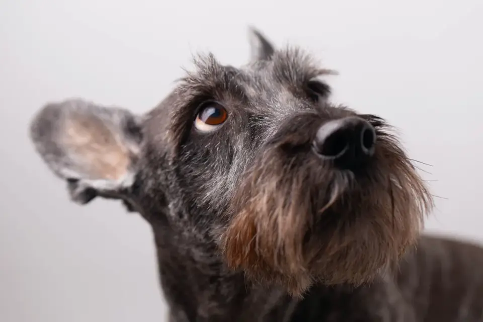 Dog portrait
