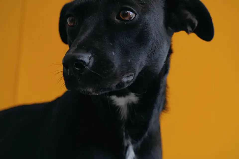 Dog portrait