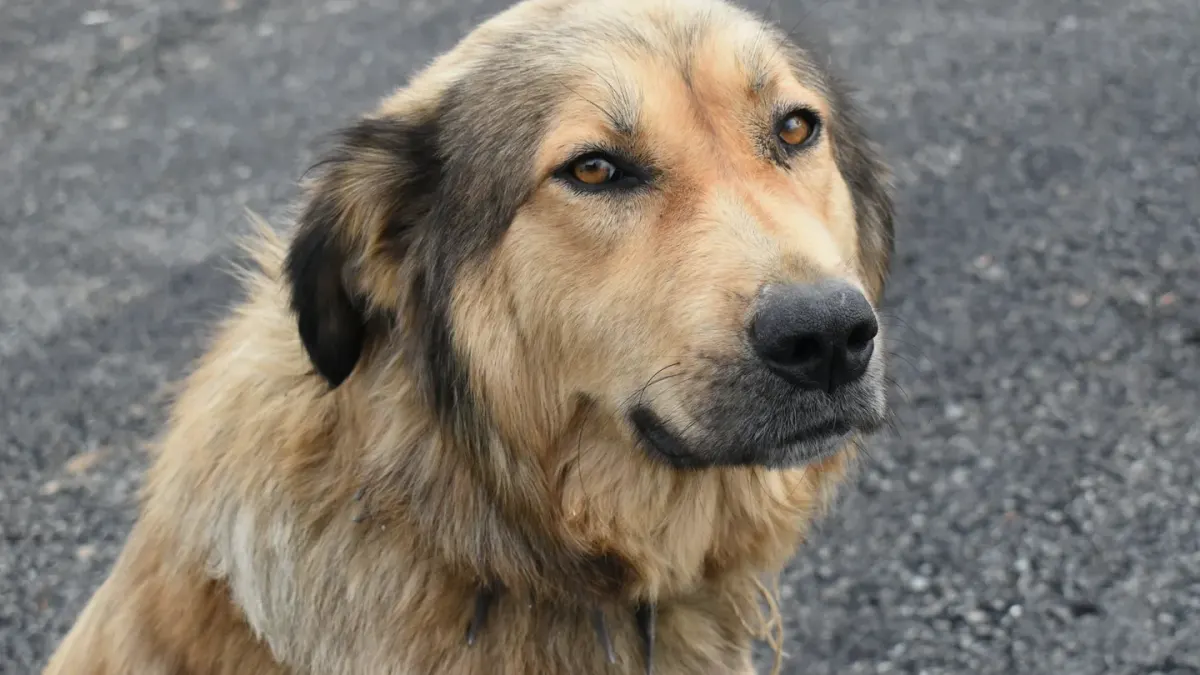 Dog portrait