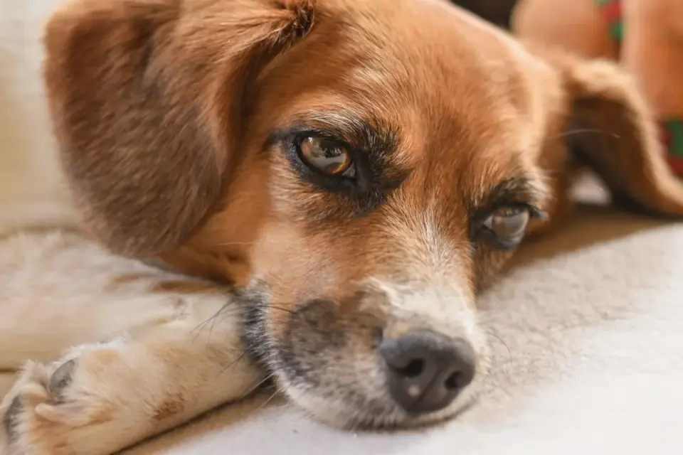 Dog resting at home
