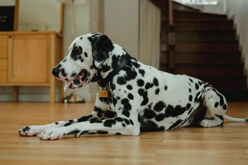 Dog resting at home