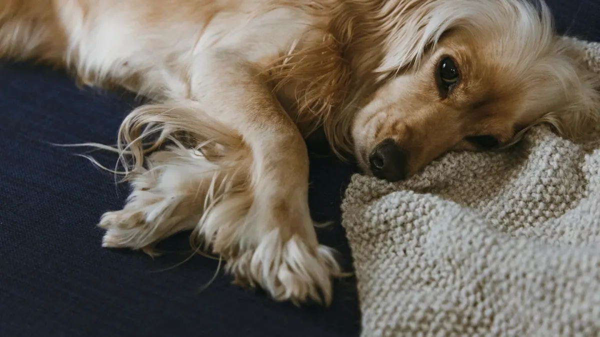 Dog resting at home