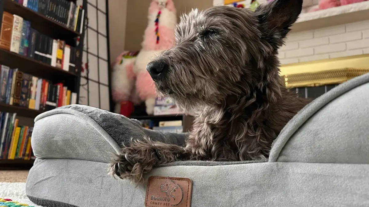 Dog resting at home