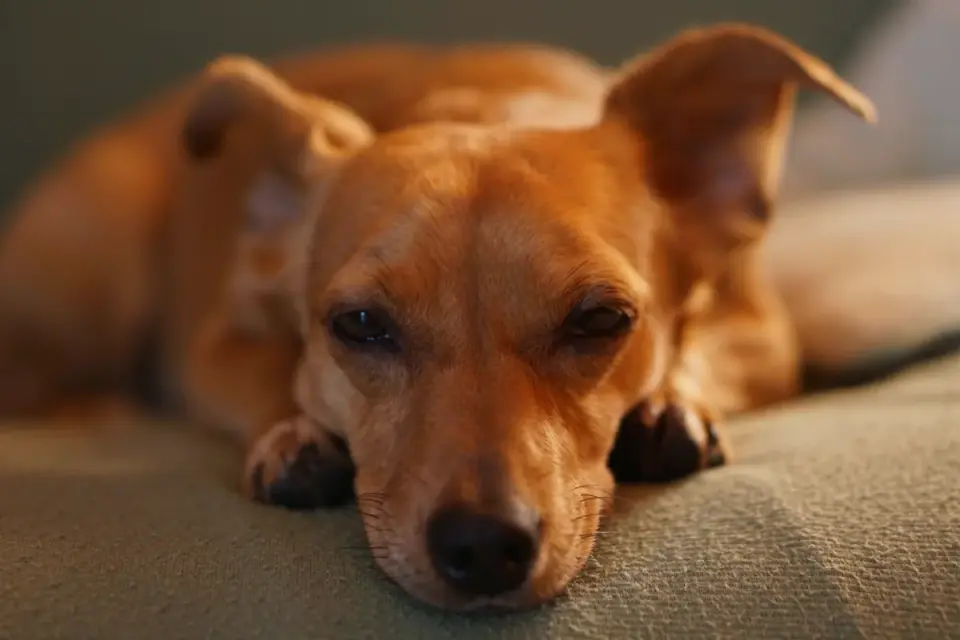 Dog resting at home