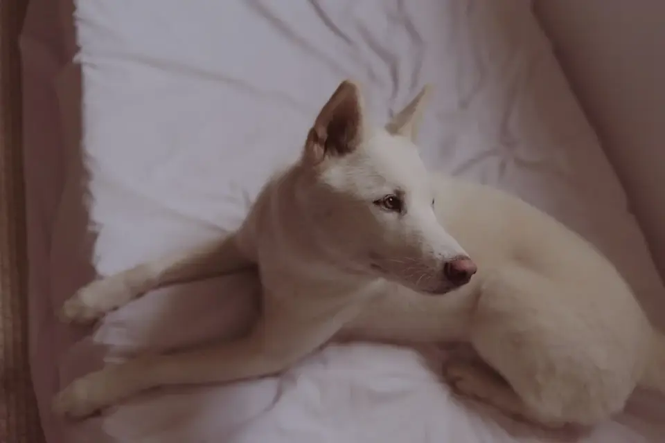 Dog resting at home