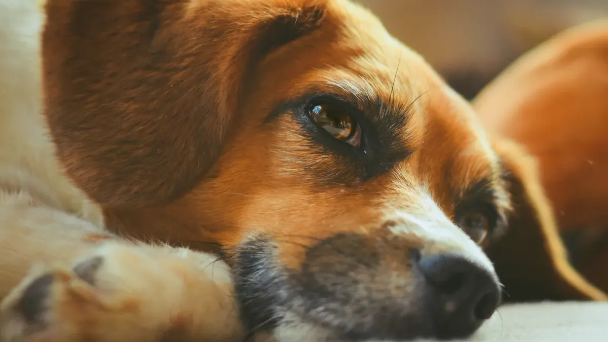 Dog resting at home