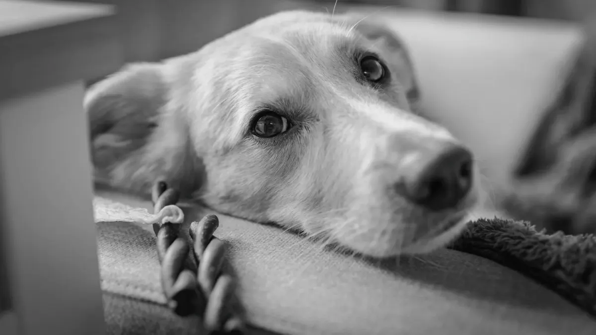 Dog resting at home