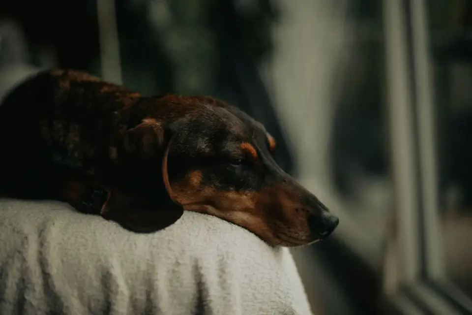 Dog resting at home