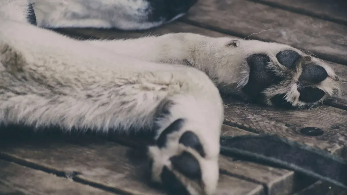 Dog resting at home