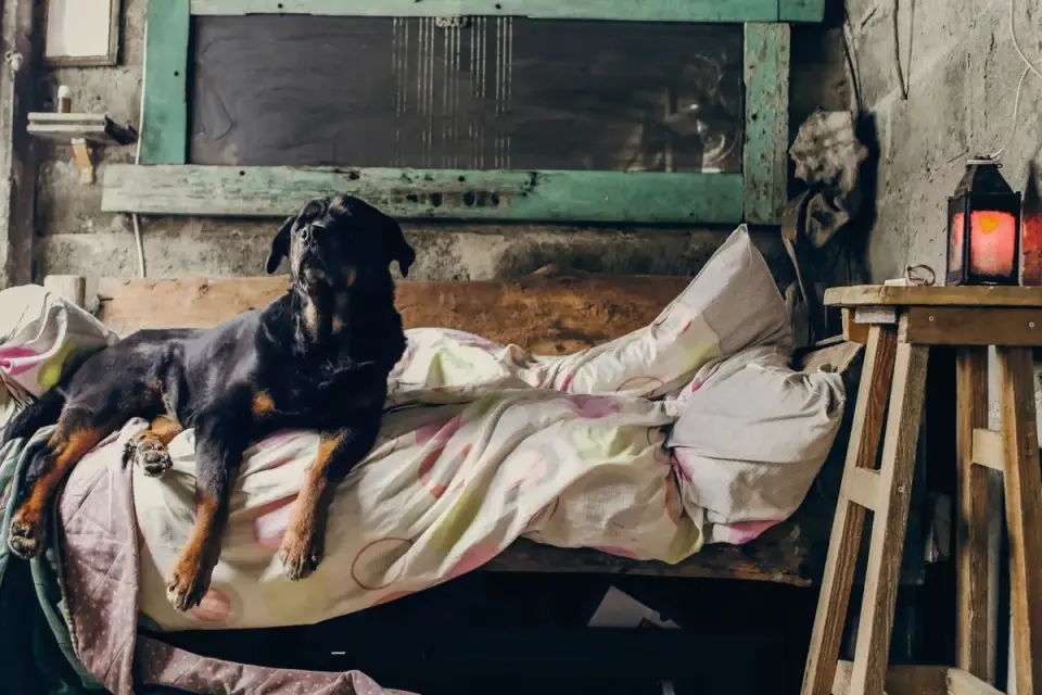 Dog resting at home