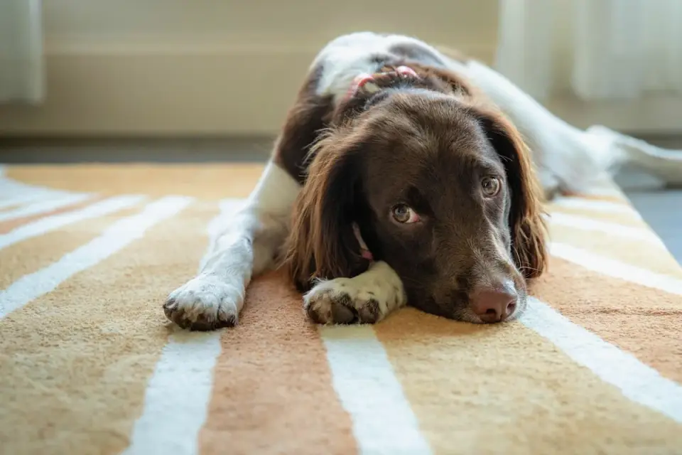 Dog resting at home