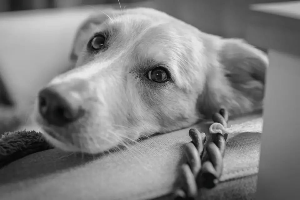 Dog resting at home