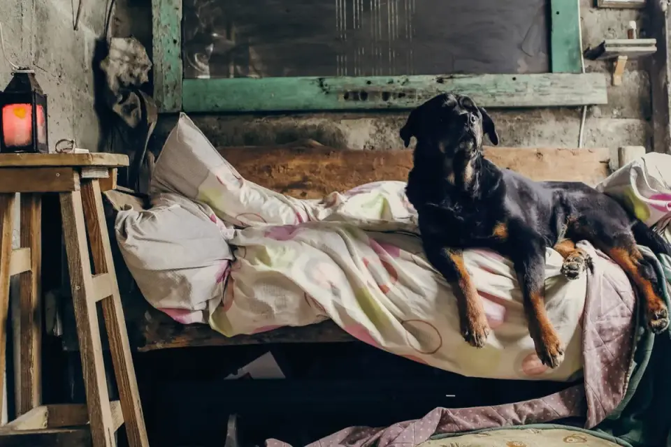 Dog resting at home