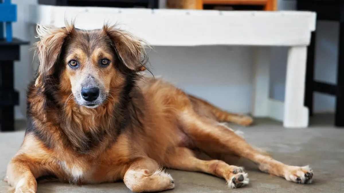 Dog resting at home