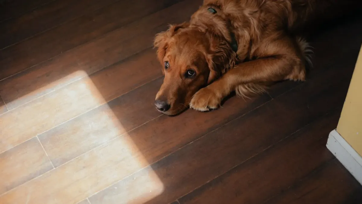 Dog resting at home