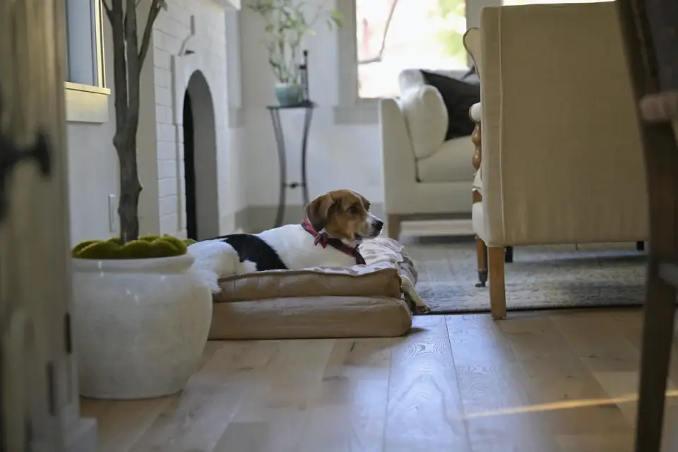 Dog resting at home