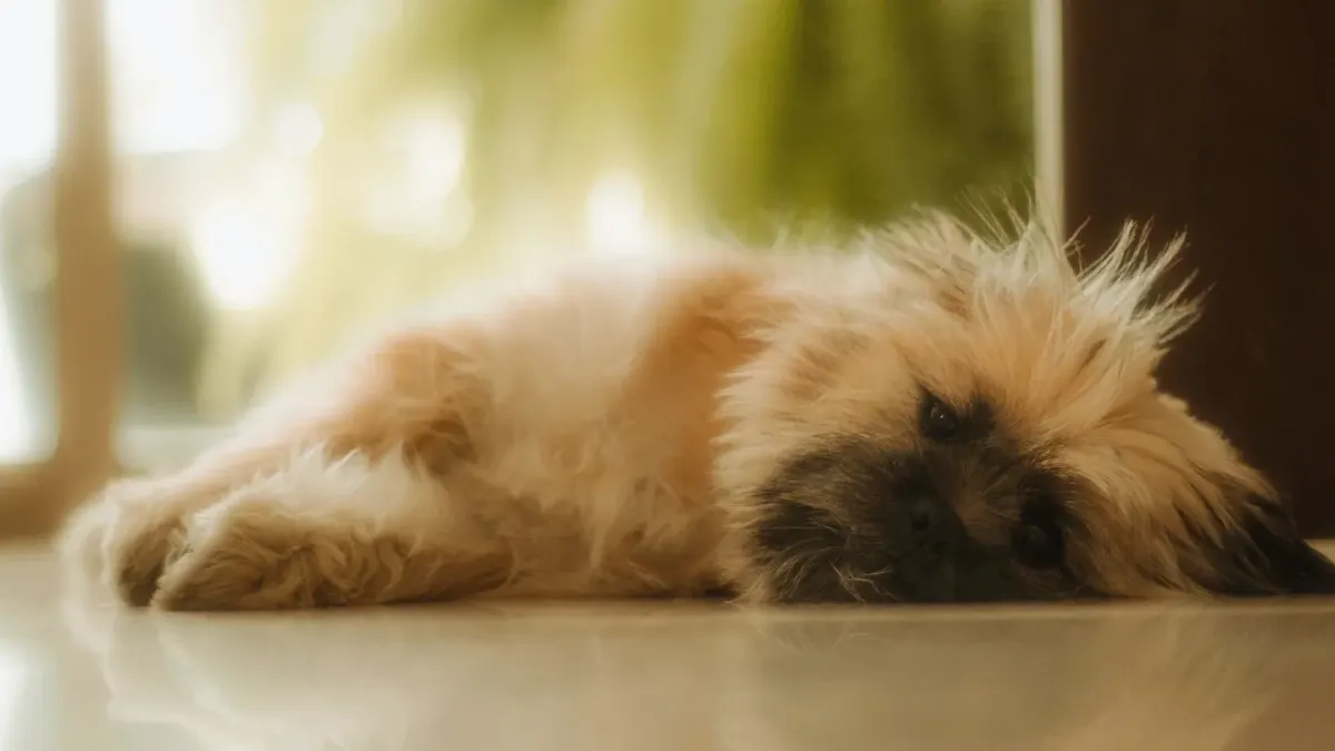 Dog resting at home