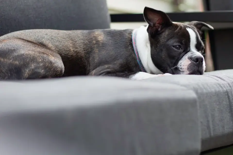 Dog resting at home