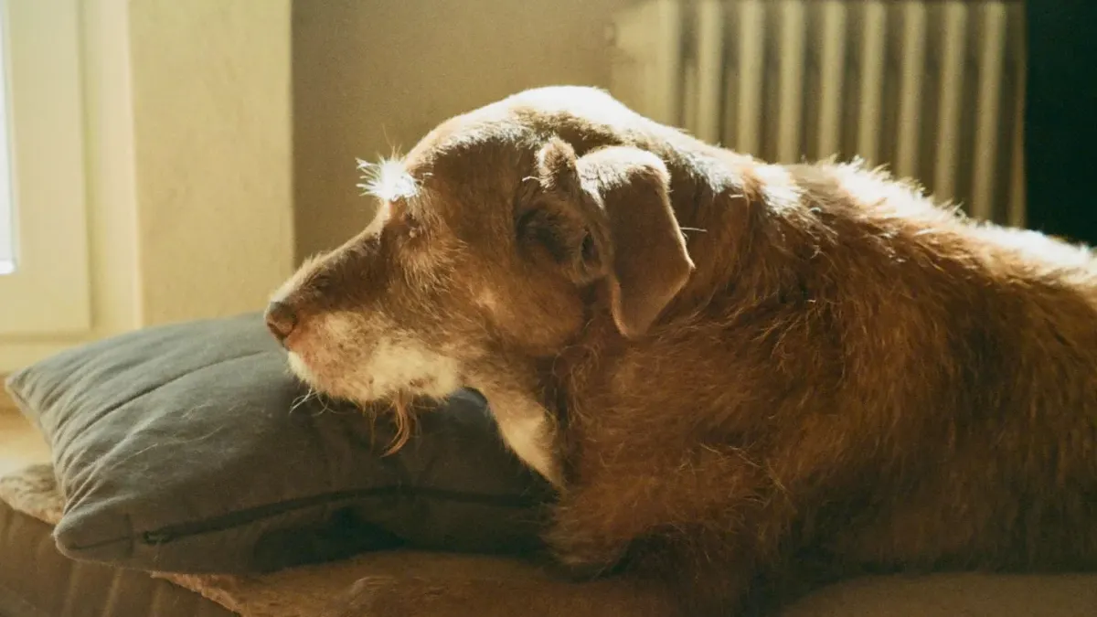 Dog resting at home