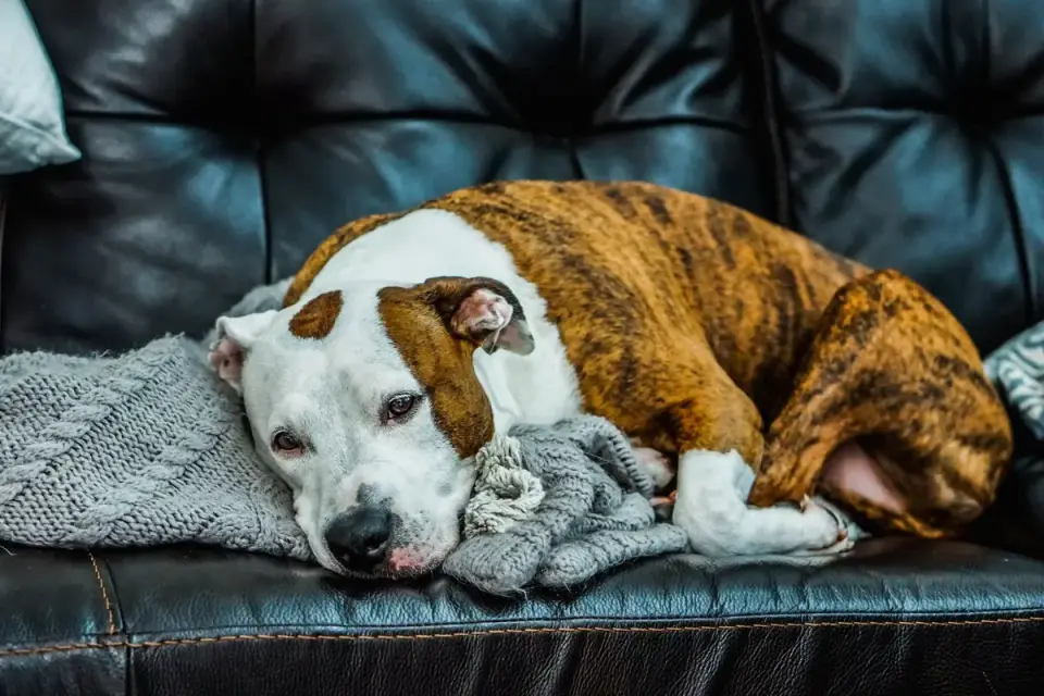 Dog resting at home