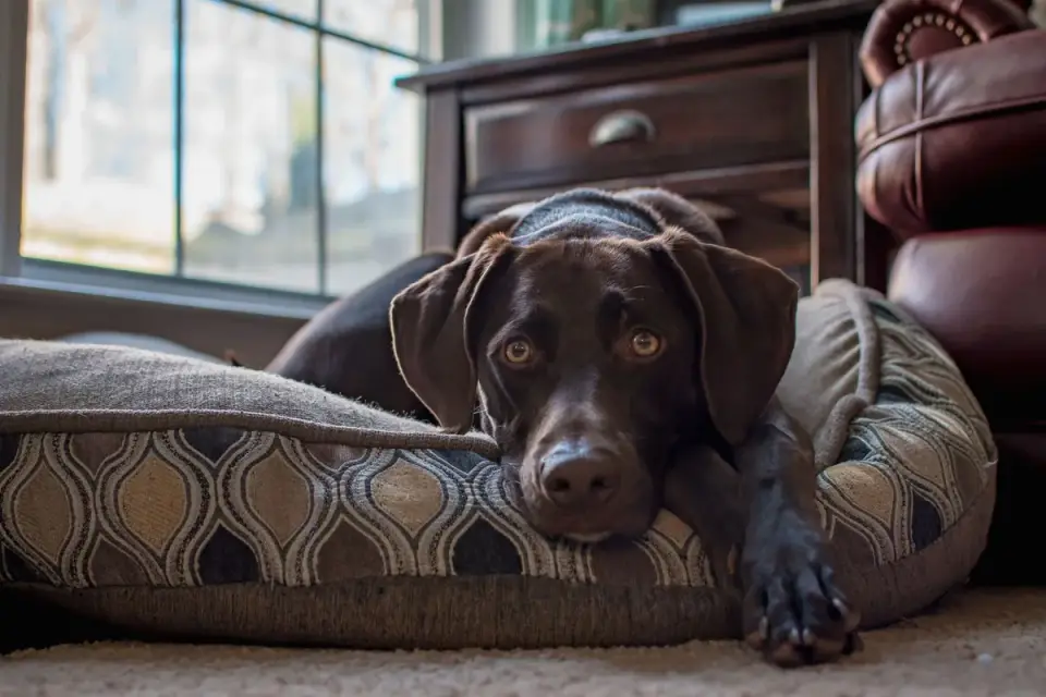 Dog resting at home