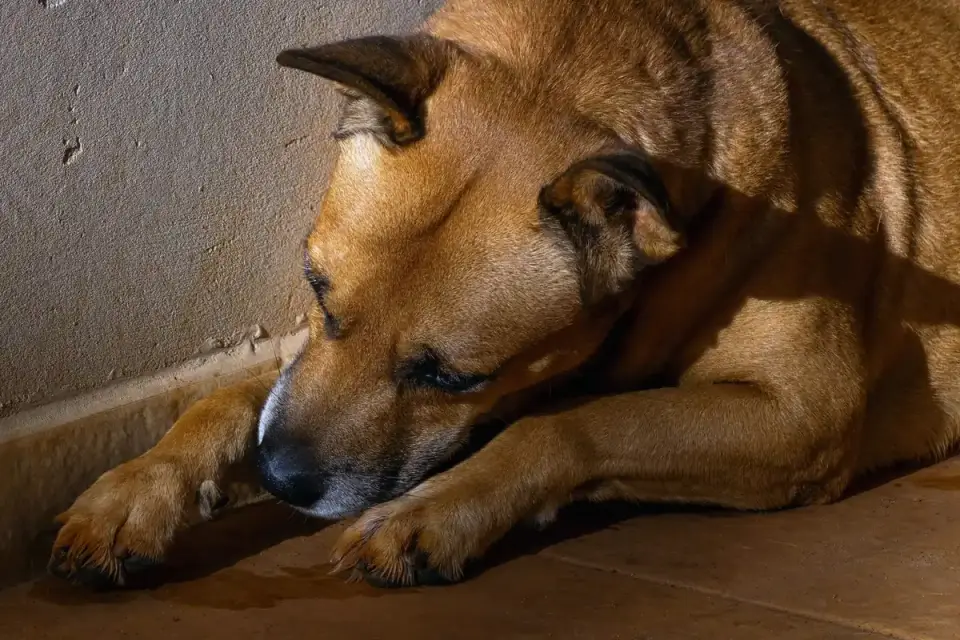 Dog resting at home