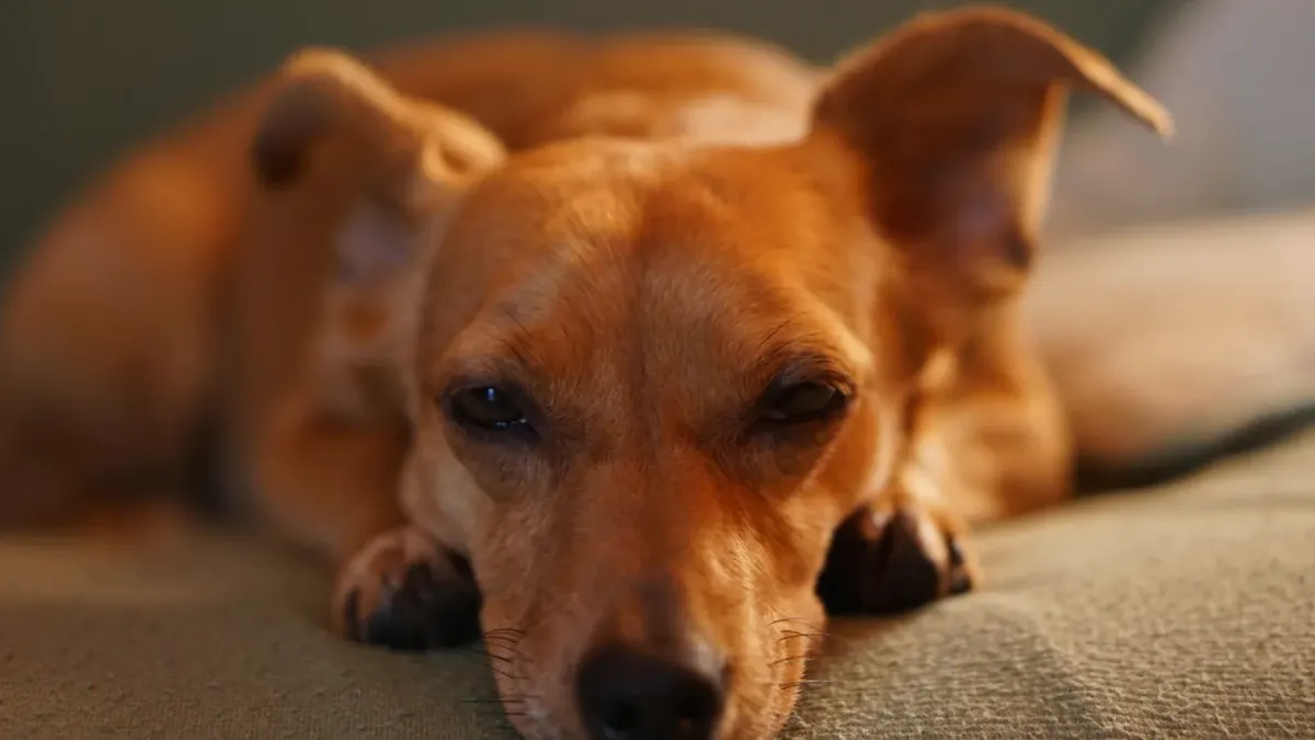 Dog resting at home