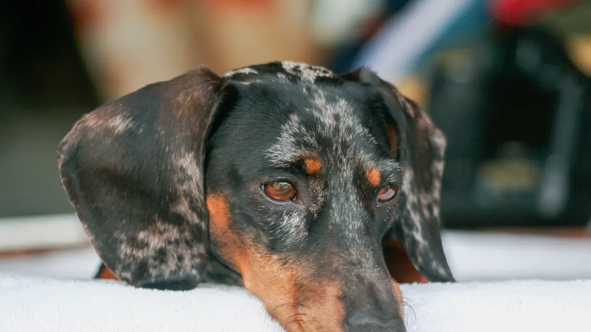 Dog resting at home