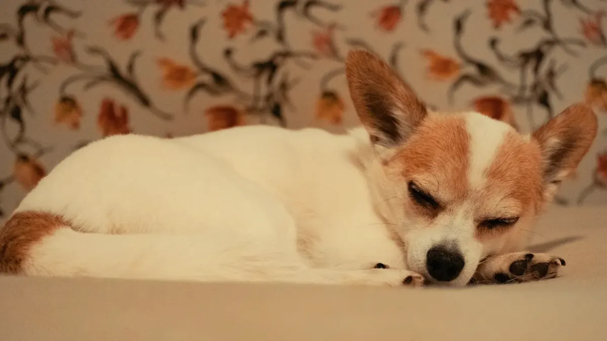 Dog resting at home