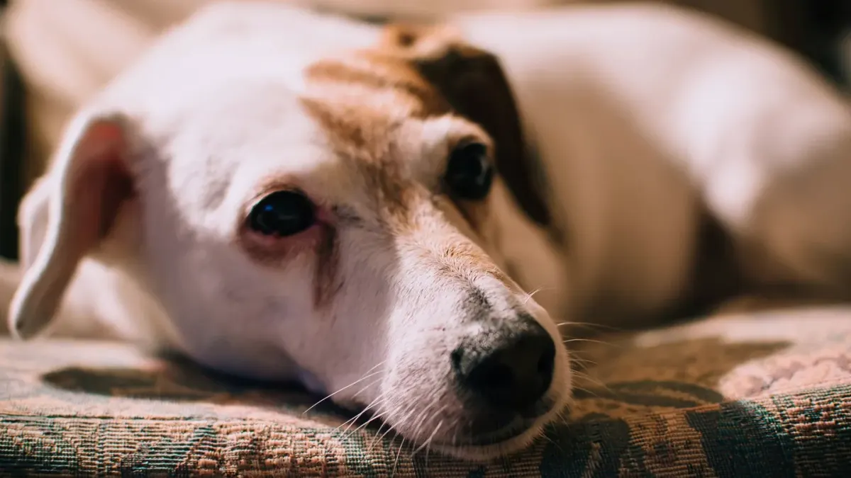 Dog resting at home