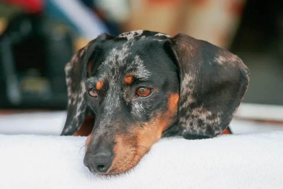 Dog resting at home
