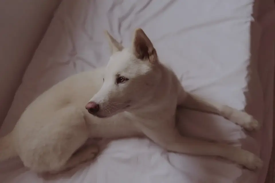 Dog resting at home