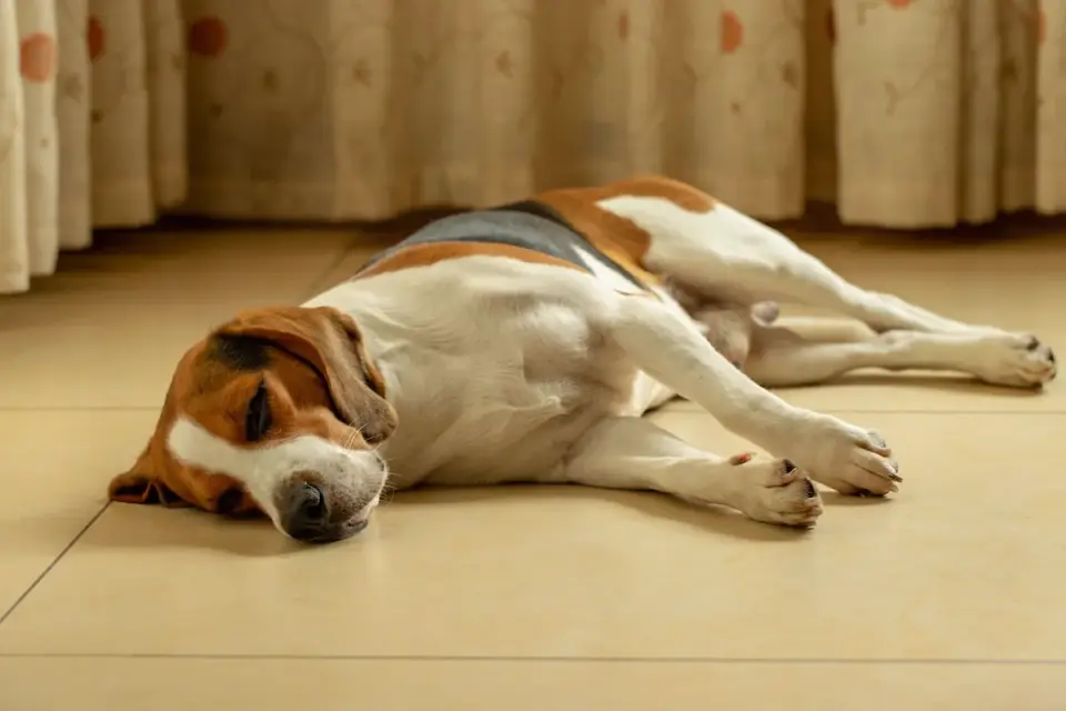 Dog resting at home