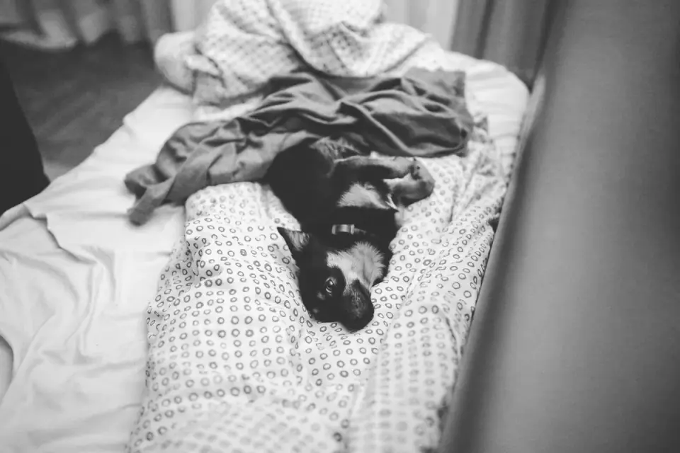 Dog resting at home